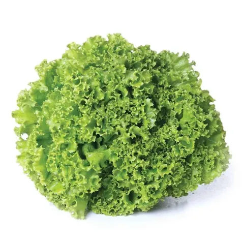 Alface Hidroponica Un