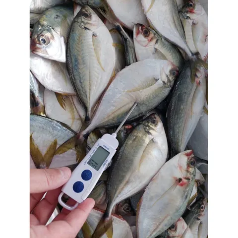 Peixe Palombeta