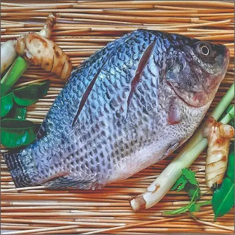 Peixe Tilapia