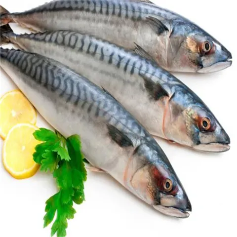 Peixe Cavalinha